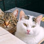 Tierheimsponsoring beleuchtet Was eine katzengerechte Haltung wirklich bedeutet