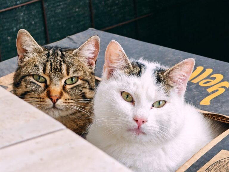 Tierheimsponsoring beleuchtet Was eine katzengerechte Haltung wirklich bedeutet