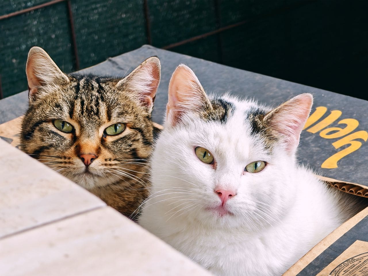 Tierheimsponsoring beleuchtet Was eine katzengerechte Haltung wirklich bedeutet